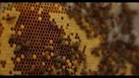 Find Bees project thumbnail