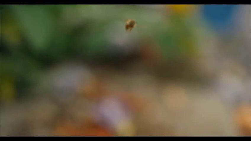 Bees model Object Detection Model by Honeybee Detection