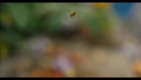 Bees model project thumbnail