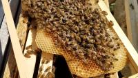 Find Bees 2 project thumbnail