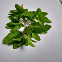 Medicinal Leaf project thumbnail