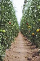 Tomato Weed Detection project thumbnail
