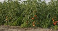 New_tomato_Weed_Detection project thumbnail