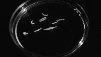 larvae classifier 2 project thumbnail