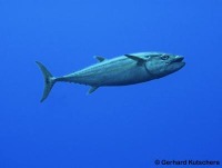 Fish Species project thumbnail
