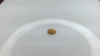 coffee-bean-segment project thumbnail