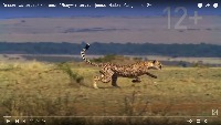 wild cats project thumbnail