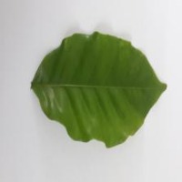 coffe_leaf project thumbnail
