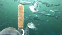 fish_detector project thumbnail