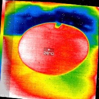 mango instance segmentation project thumbnail