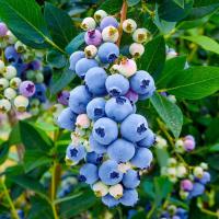 BlueBerries project thumbnail