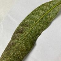 Powdery_Mildew project thumbnail