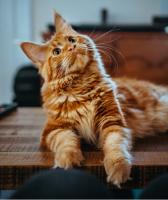 cat detection project thumbnail