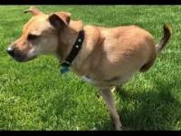 dogleash project thumbnail