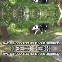 dog_leash 2 project thumbnail
