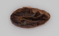 Granos de  Cacao project thumbnail