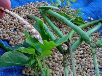 ARID CROPS project thumbnail