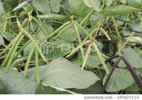 mung bean project thumbnail