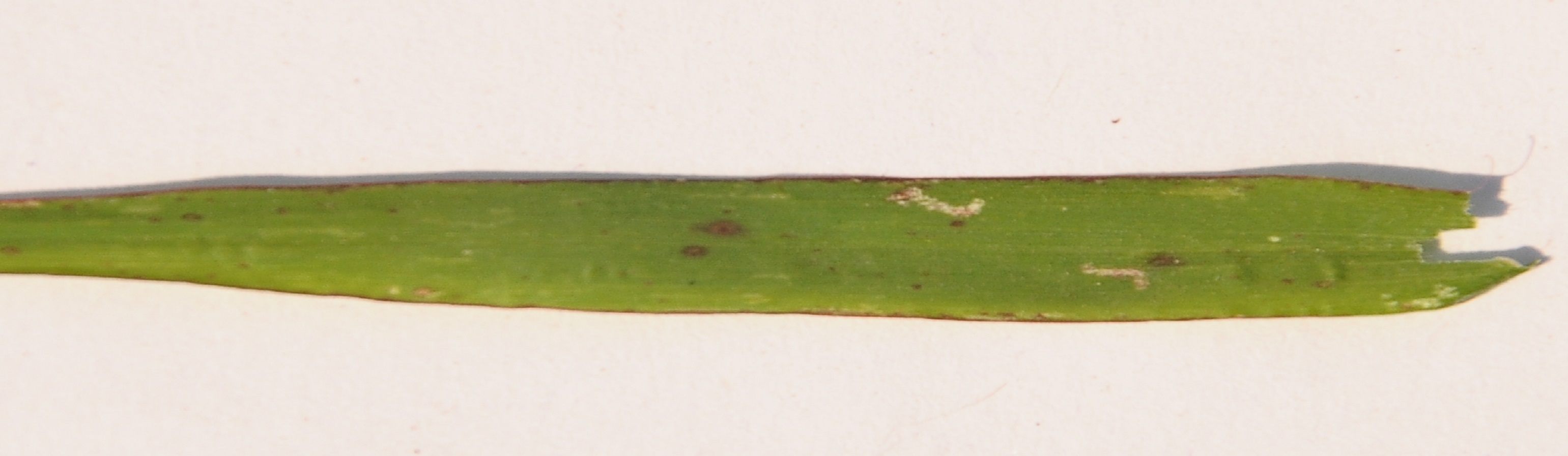 rice leaf disease detection Object Detection Model by capstone