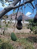 Enfermedades en la palta project thumbnail