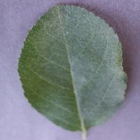 Root rot avocado project thumbnail