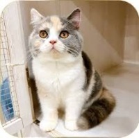 cat project thumbnail