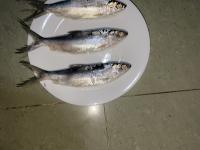 fish project thumbnail