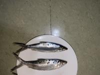 fishid project thumbnail