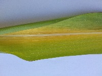 Corn Leaf Disease Detection project thumbnail