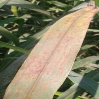 Corn Leaf Disease Detection project thumbnail