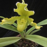 orchid PAPHIOPEDILUM project thumbnail