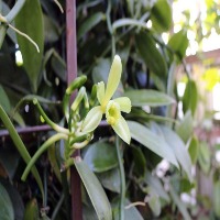 orchid vanila project thumbnail