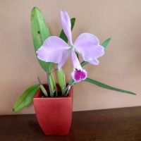 Cattleya project thumbnail