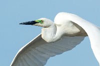 Bird seg project thumbnail