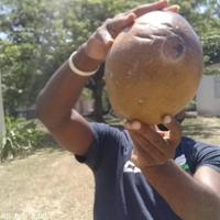 coconut project thumbnail