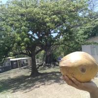 coconut 1 project thumbnail