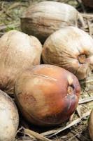 Coconut Ripeness Detection project thumbnail