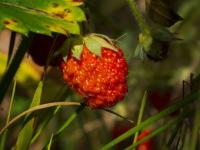 Strawberry project thumbnail