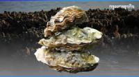 oysters project thumbnail