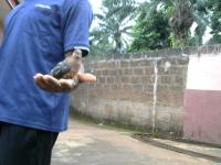 bird object detection project thumbnail