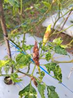 Dataset Tanaman Cabai 2 project thumbnail