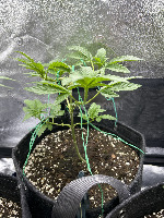 cannadetect project thumbnail