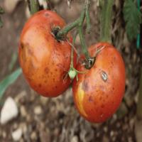Crop Disease Detection project thumbnail