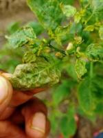 Chili-Leaf-Disease project thumbnail