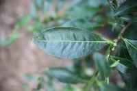 Tea Leaf project thumbnail