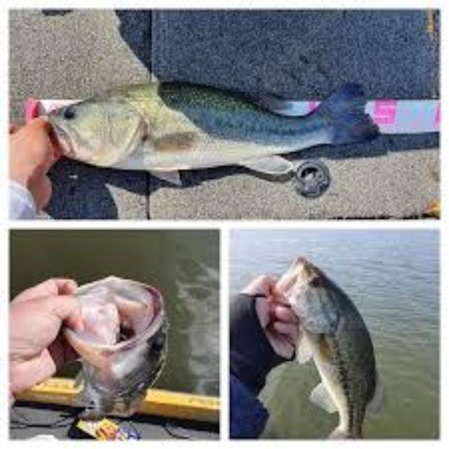 fish detect Instance Segmentation Dataset by fishtest