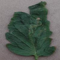 Disease Detection project thumbnail