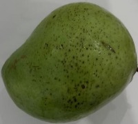 classify ripeness of mango Classification Model by tomato
