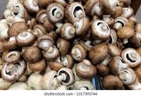 Mushroom 1` project thumbnail