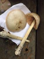 Mushroom 2 project thumbnail